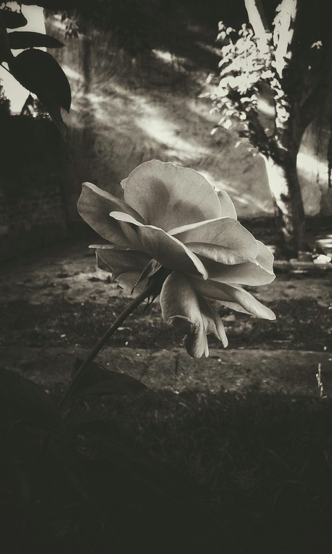 Flor HD
