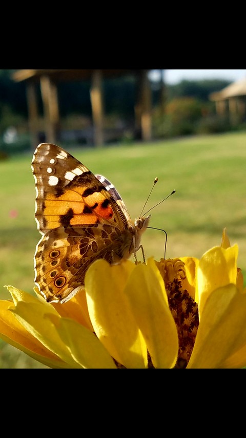 Butterfly