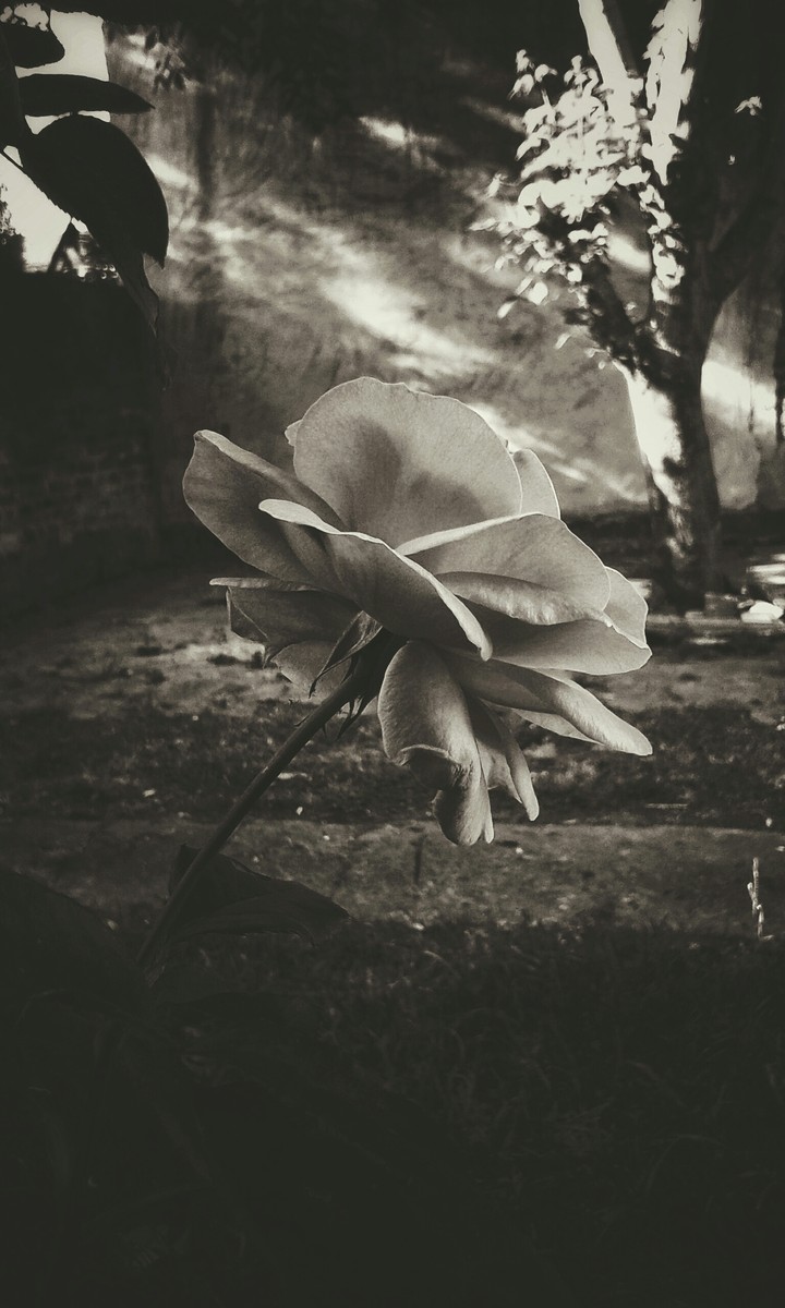 Flor HD
