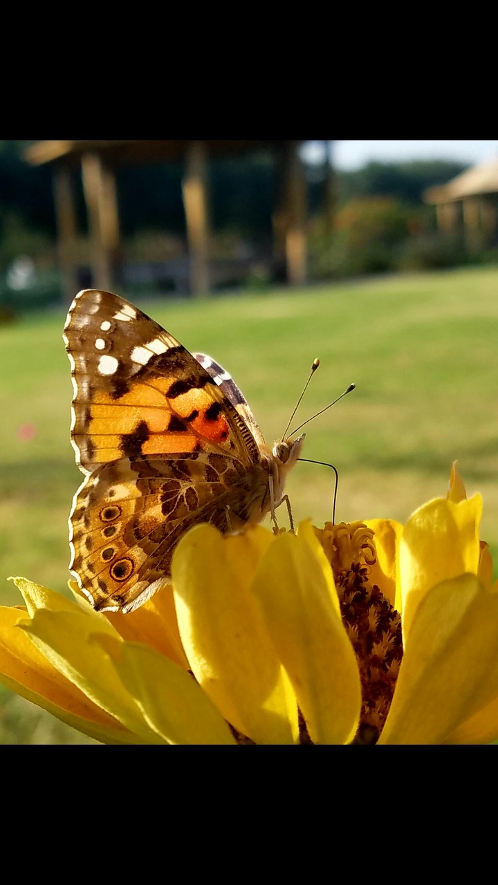 Butterfly