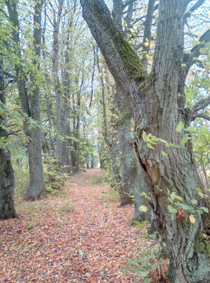 liepų aleja