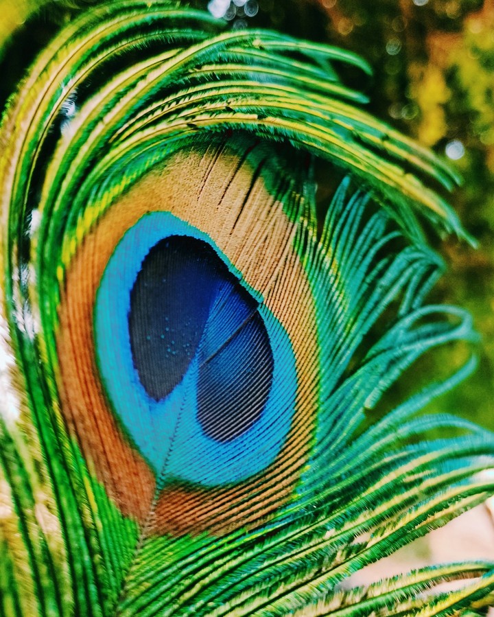 colours of joy