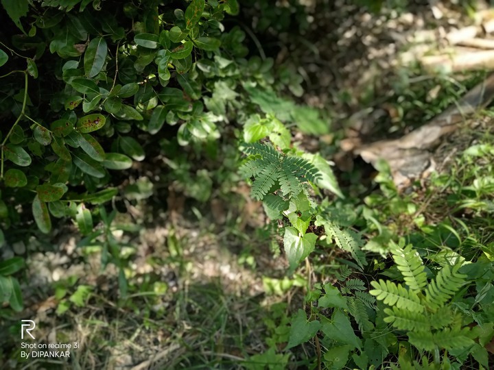 nature love
