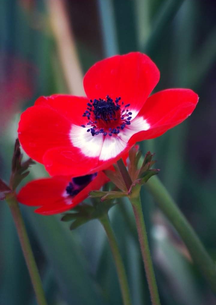 Anemone