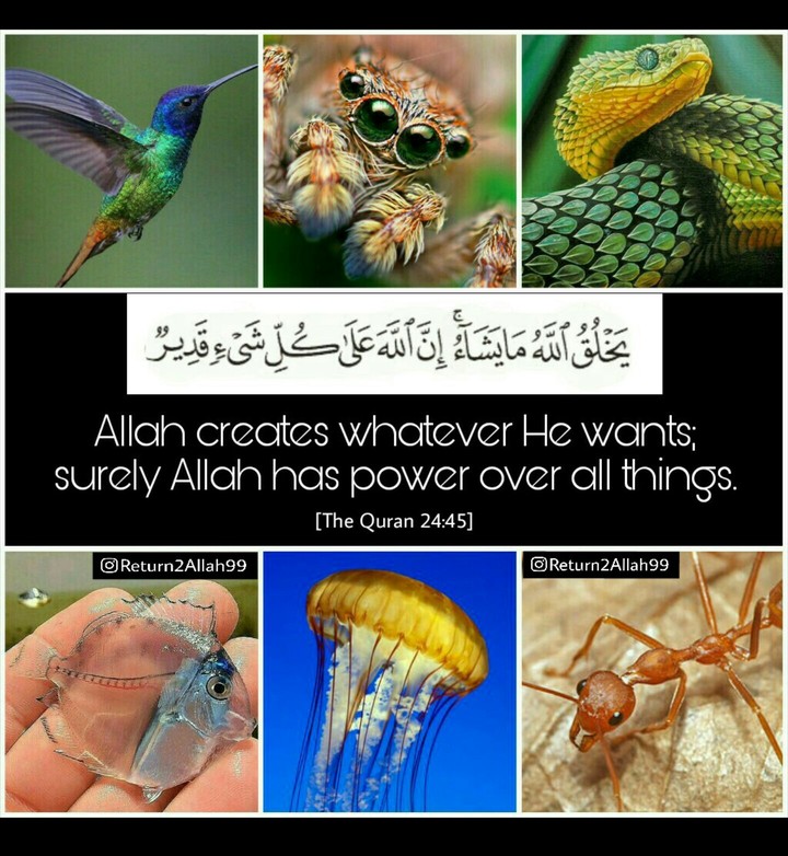 Allah is the creator