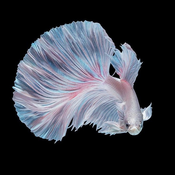 Betta Splendens