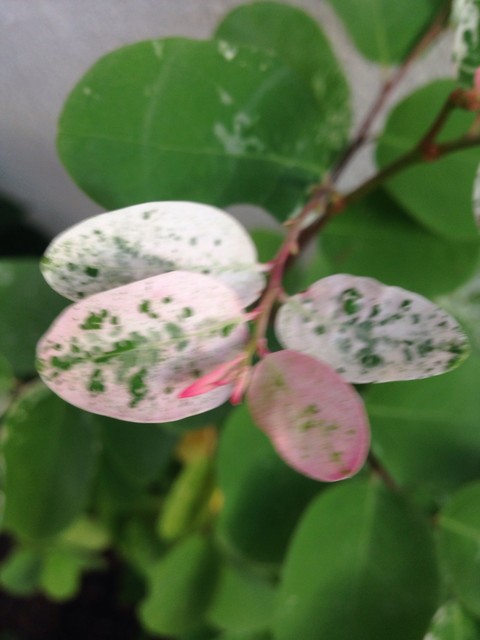 葉子, leaf桌布