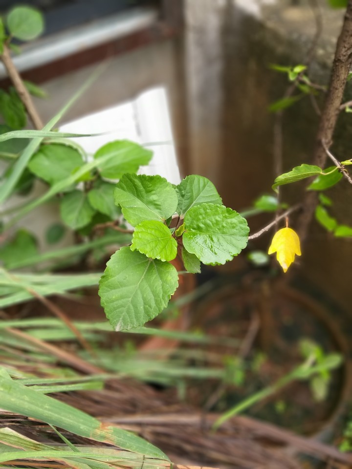 in my balcony