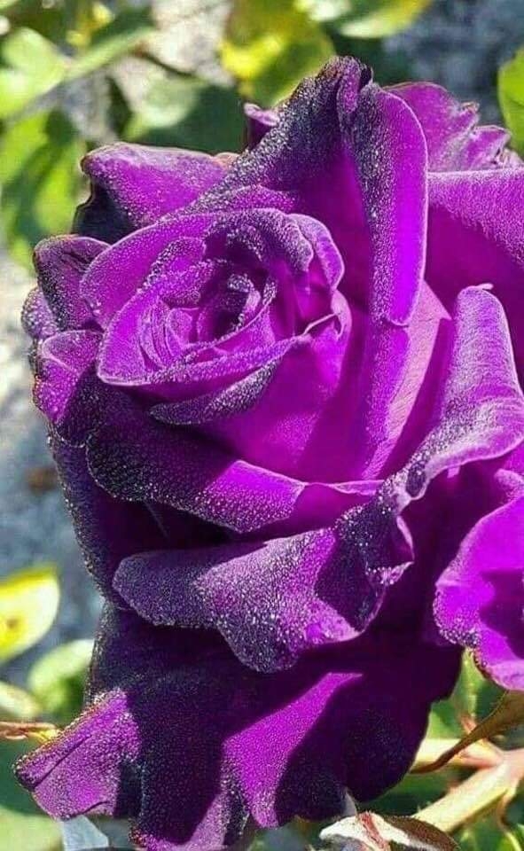 Rosa. ❤