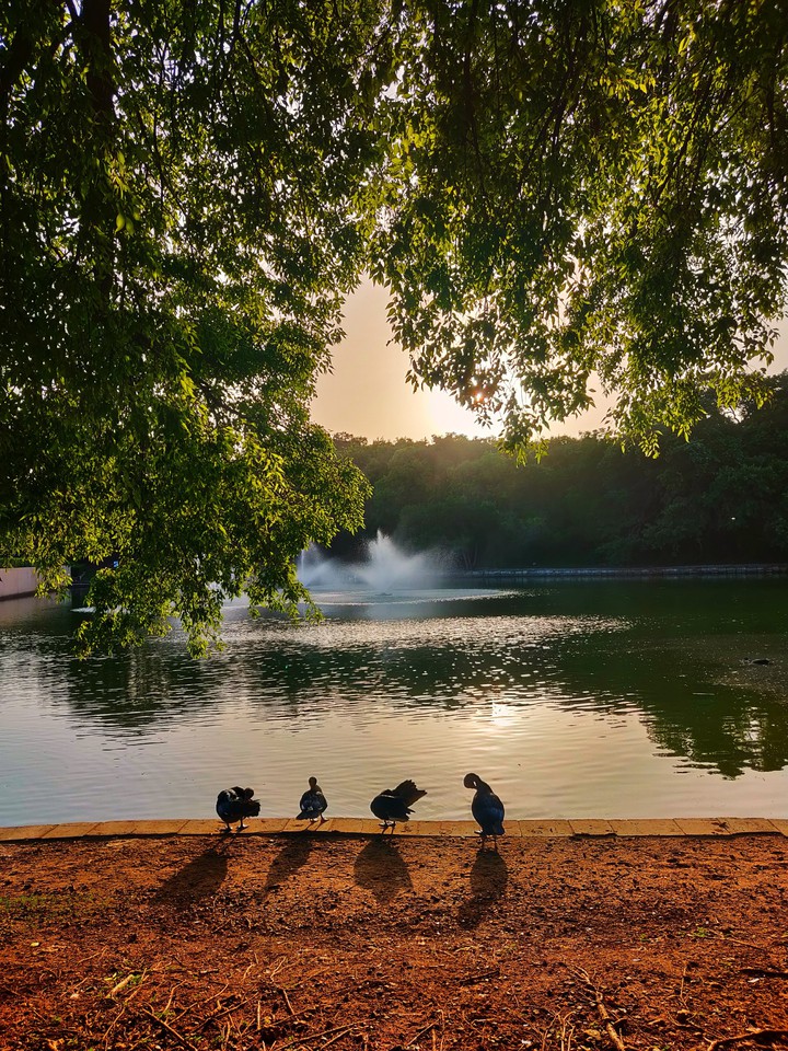 duck pond
