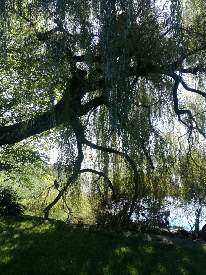 Trauerweide