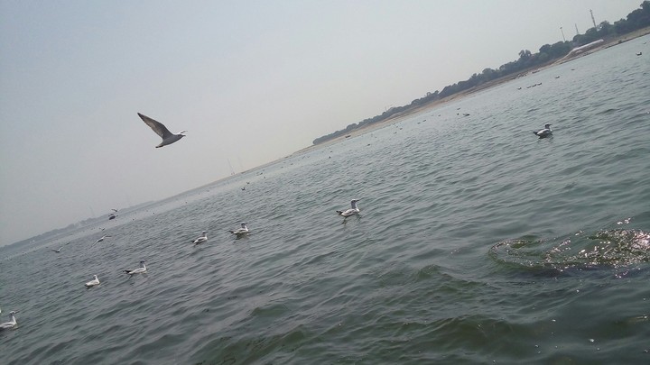 Free Birds