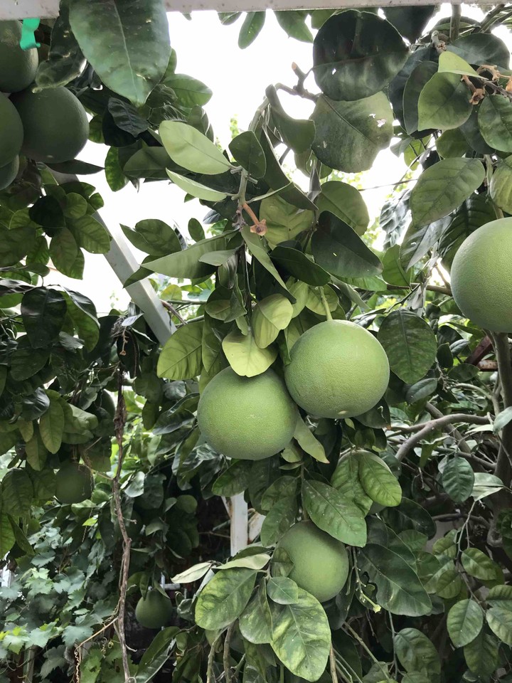 fruit