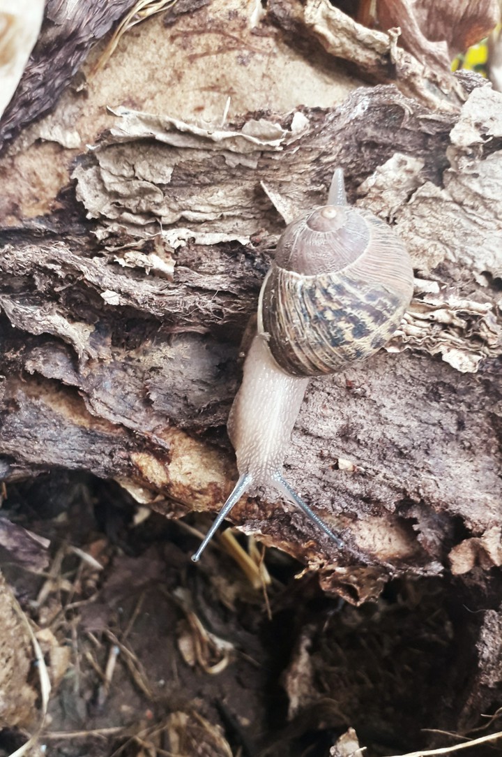 snail