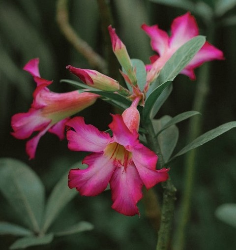 sfondi plant, magenta