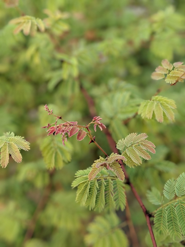 Greenary