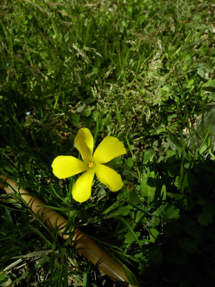 li'l yellow flower