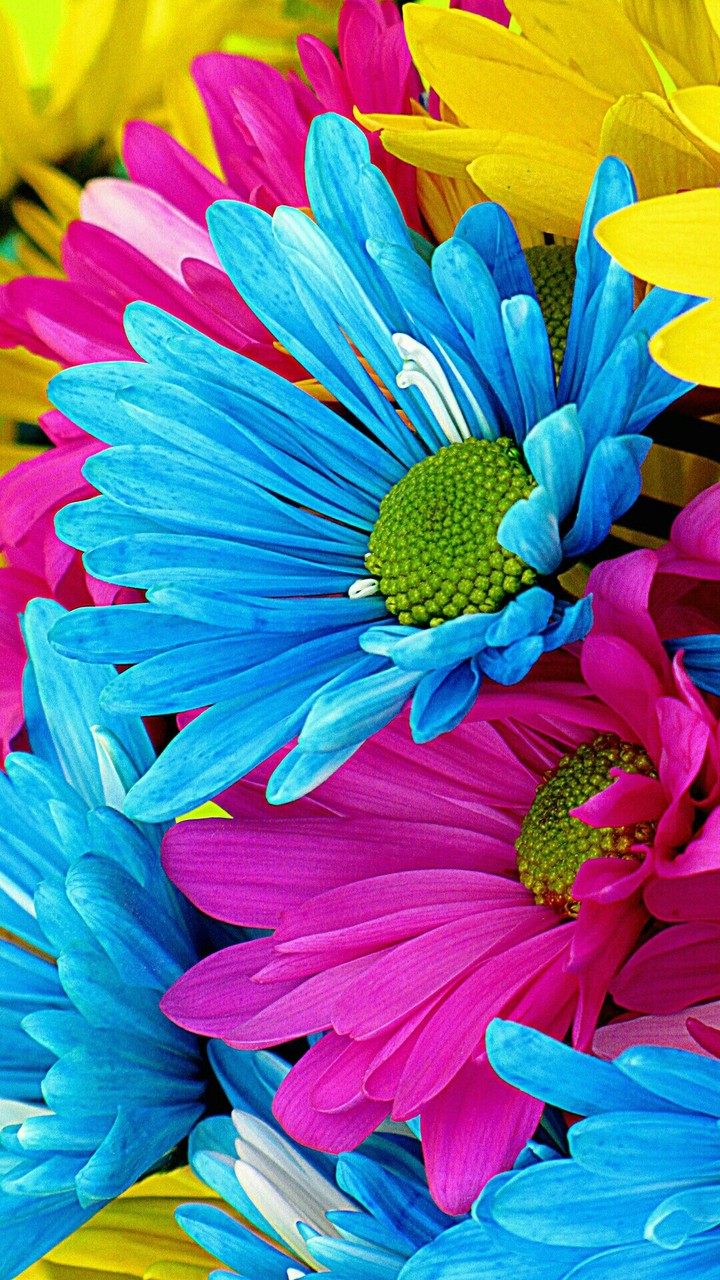 flowers