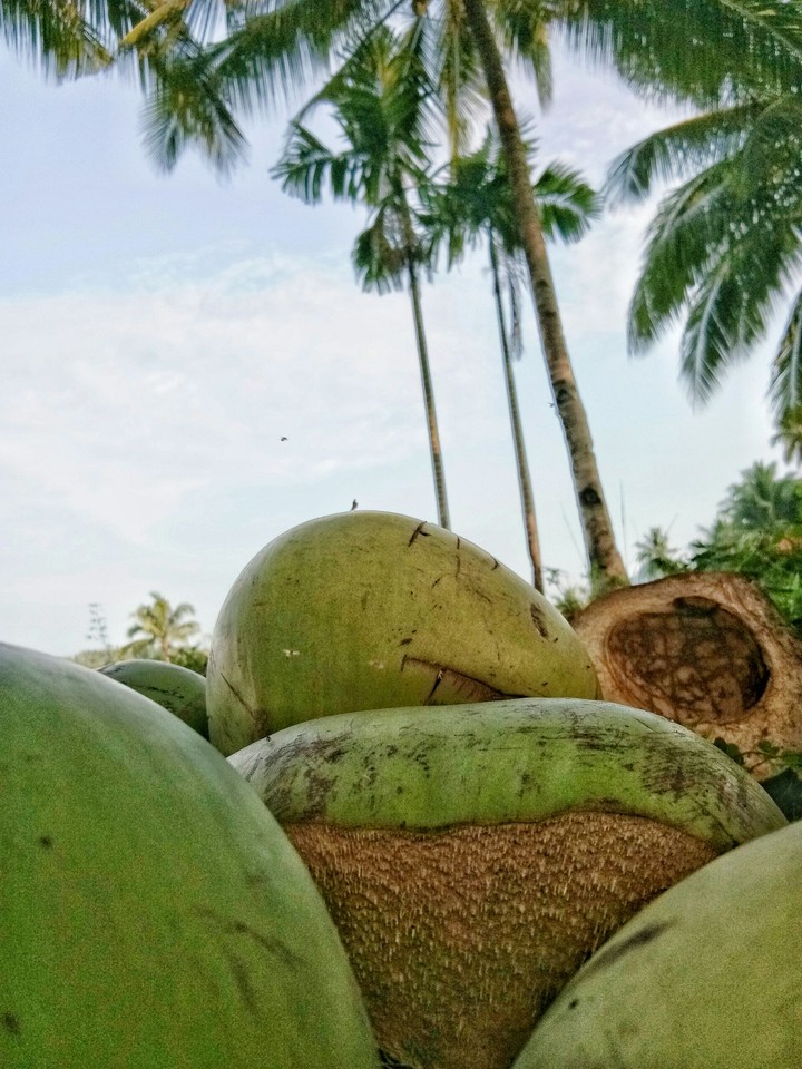 coconut