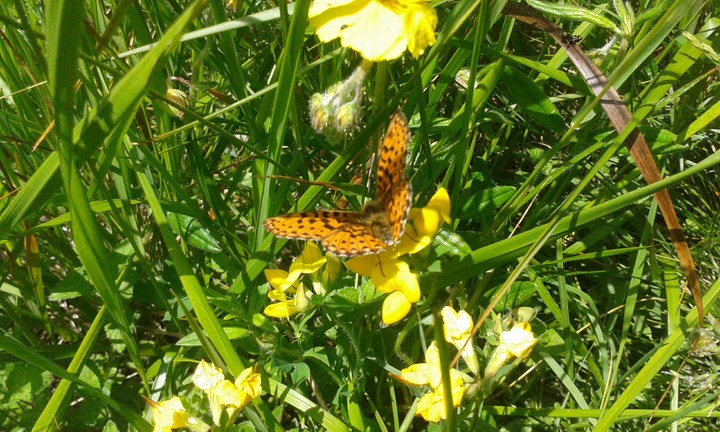Butterfly in the garden