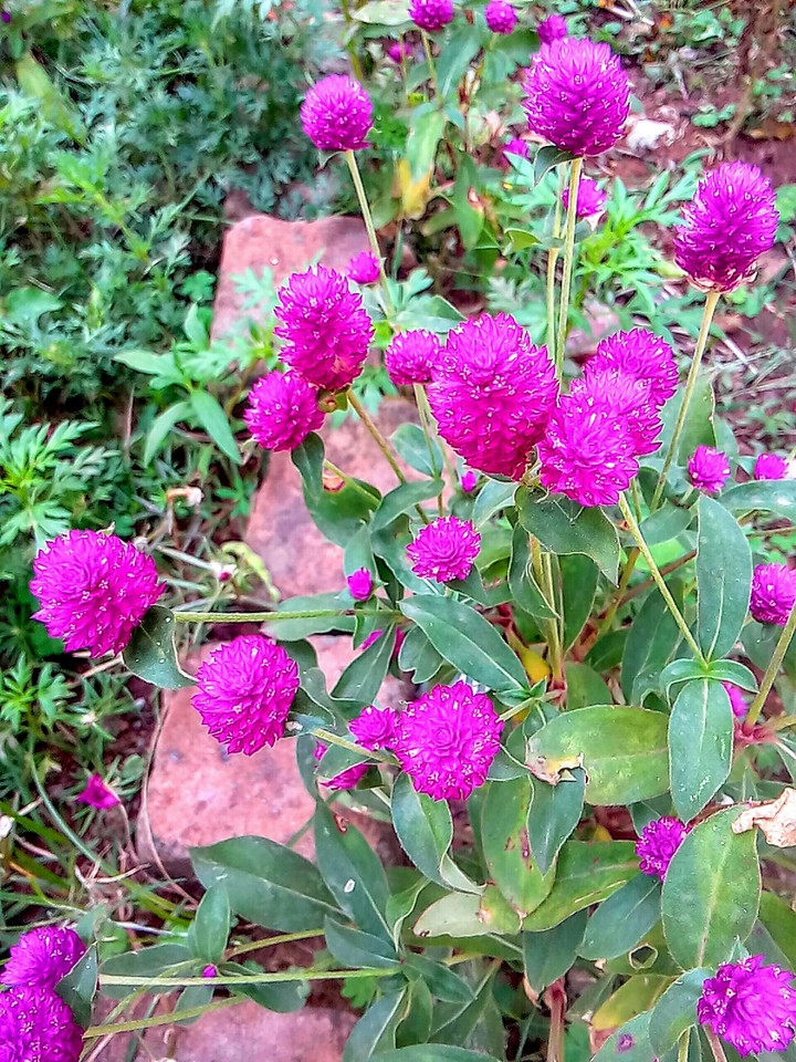 flower
