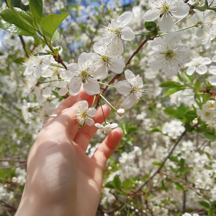 ?Flowers?