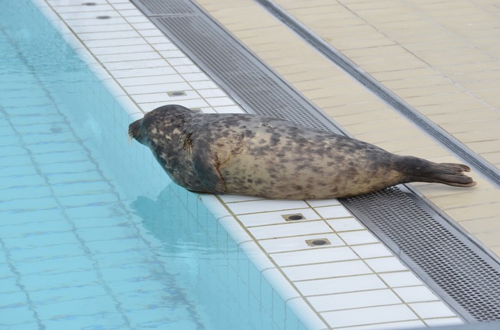 Grey seal