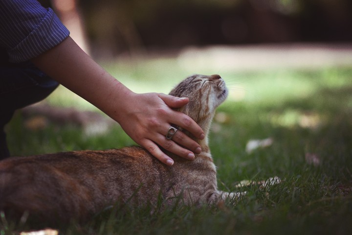 cute cat