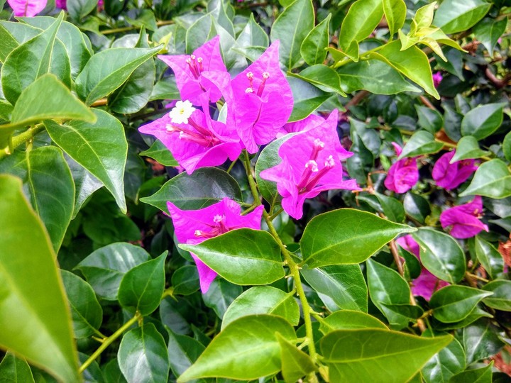flowers