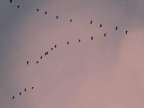 обои bird, sky