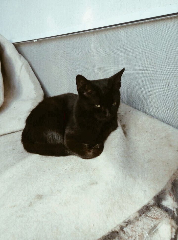 кот
