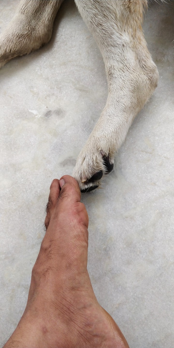 connect between me and my dog