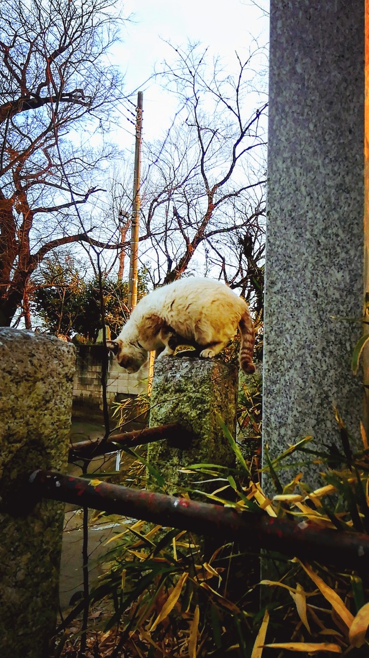 ボス猫