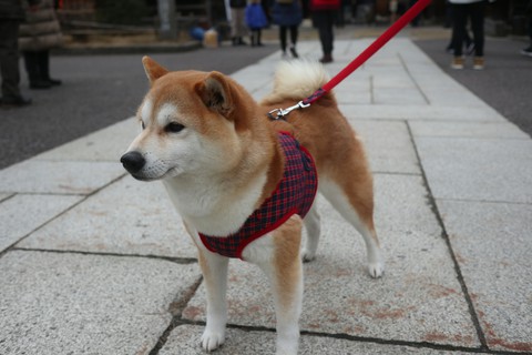 shibainu