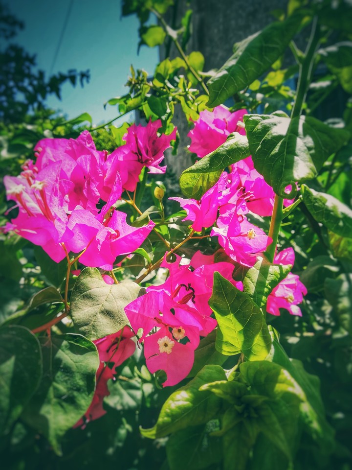 pink