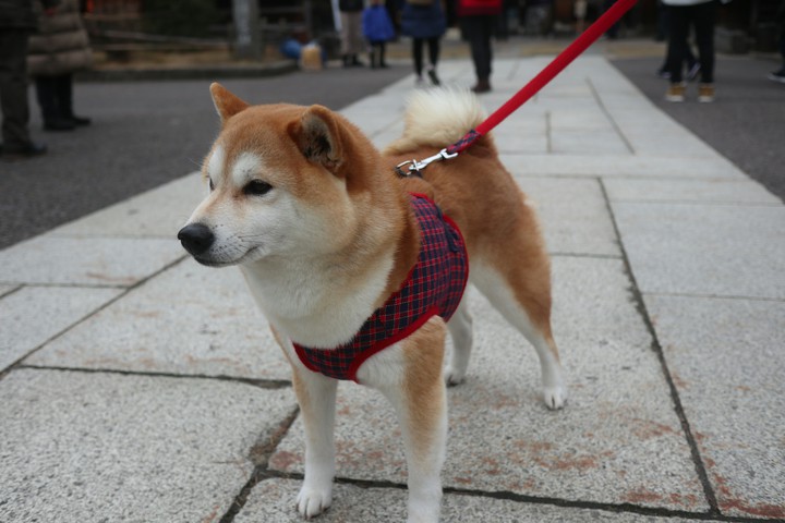 shibainu