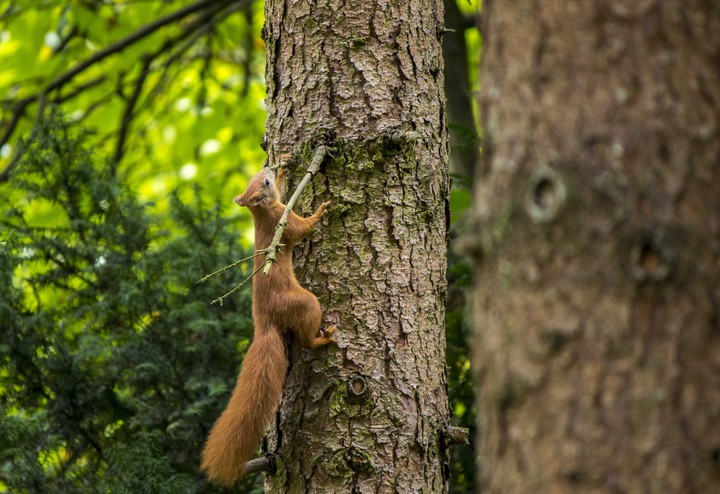 squirrel