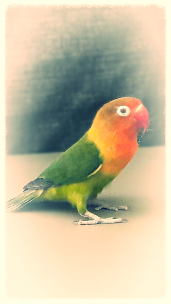 agapornis Rex 2