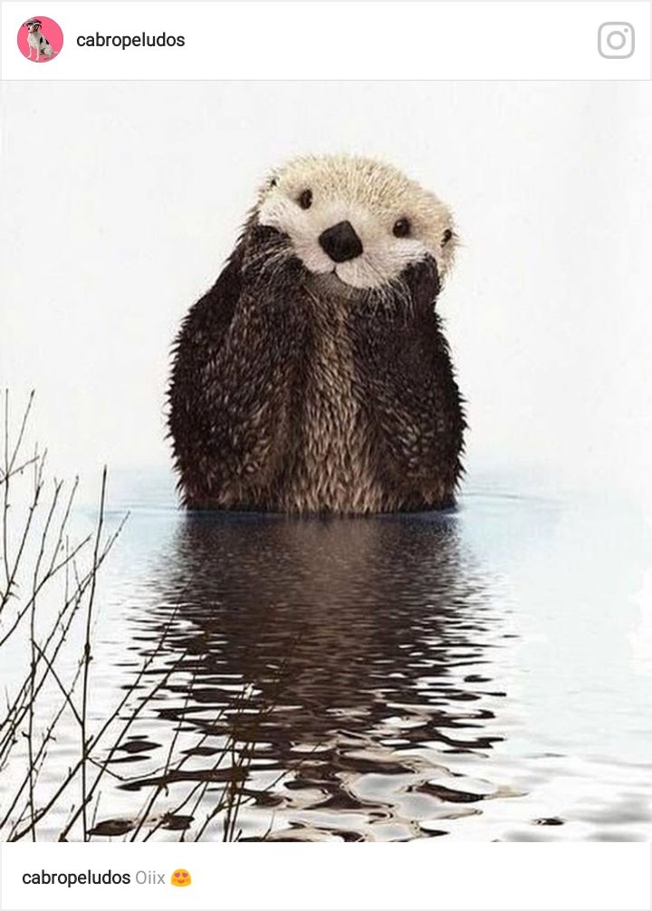 nutria