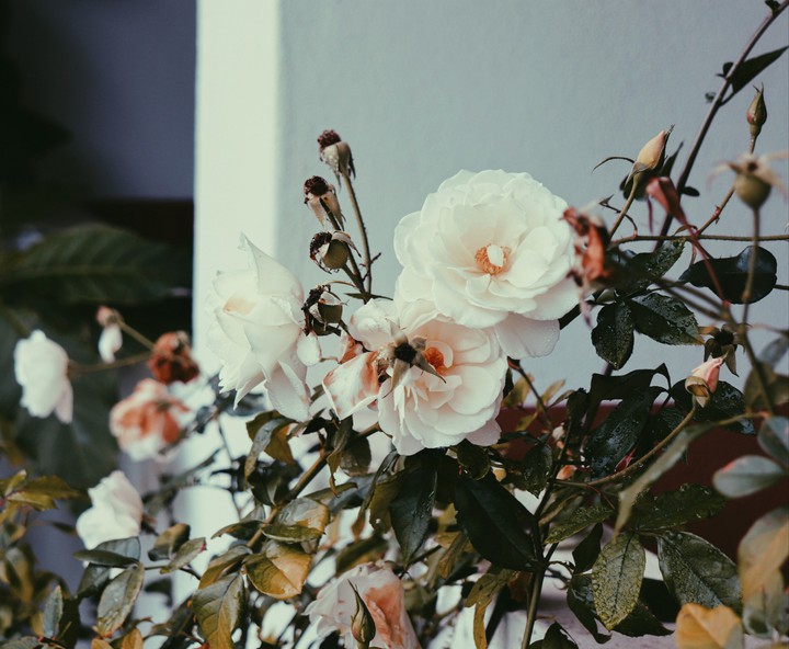 white Roses
