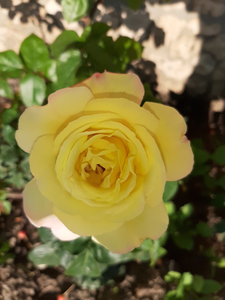 Yellow rose