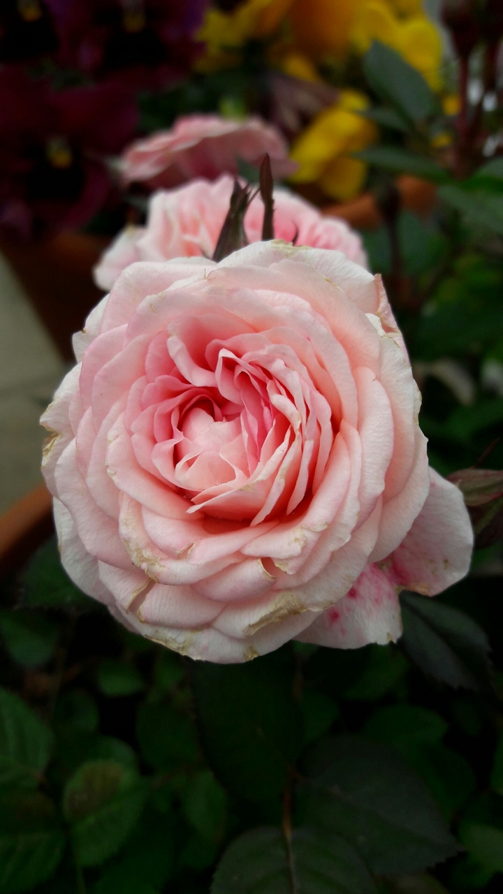 Rosa flower