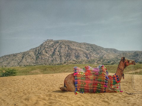 In Pushkar