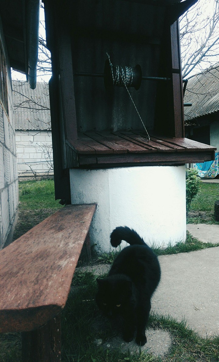 животные