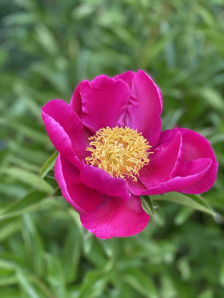 pink flower
