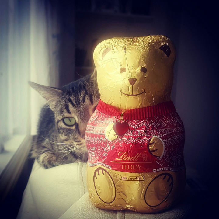 Teddy Chocolate Lindt