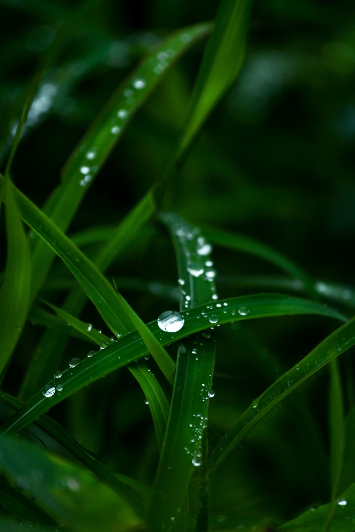droplet