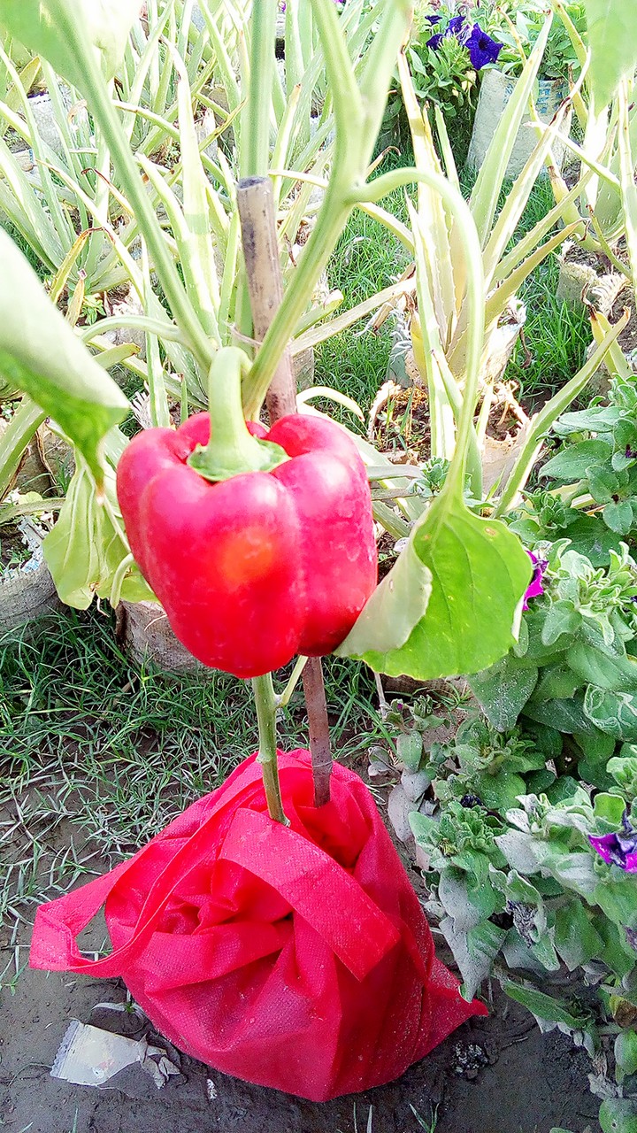 বিদেশি মরিচ.......