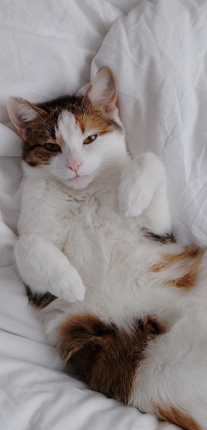 cat