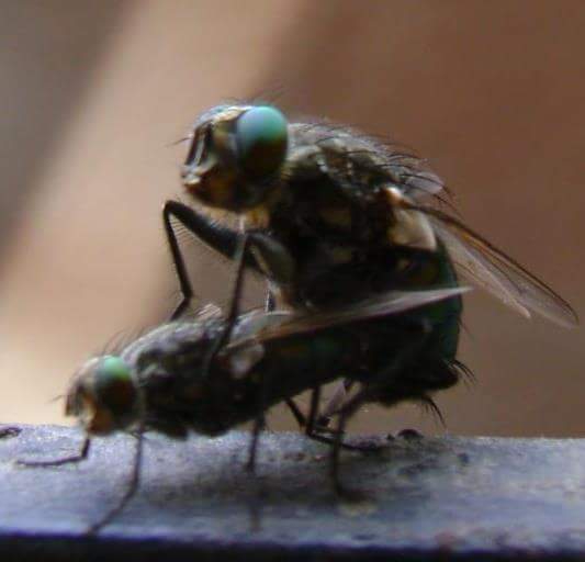 love in the air